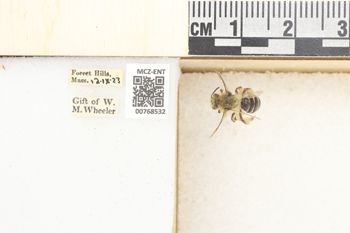Media type: image;   Entomology 768532 Aspect: Labels